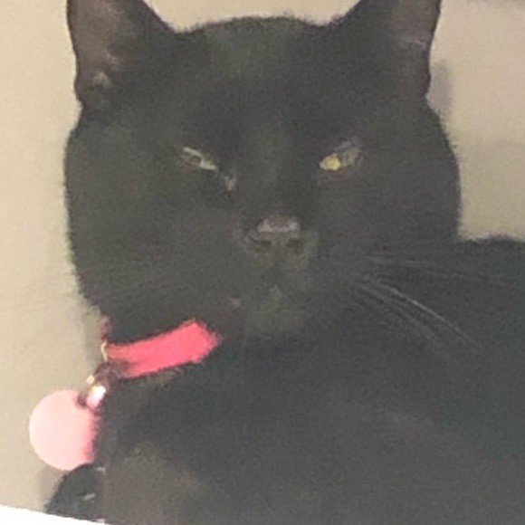 Meet your Posher, Olivia - Picture 1 of 1